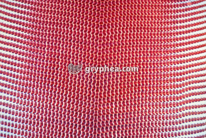 Radula Escargot x25 - gryphea.org